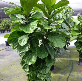 Cây Bàng  Singapore 