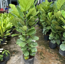 Cây Bàng  Singapore 