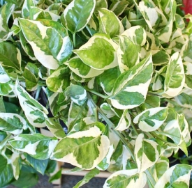 Trầu bà cẩm thạch