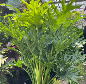 Trầu Bà Thanh xuân 