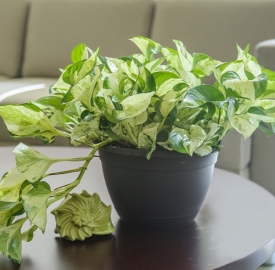 Trầu bà cẩm thạch