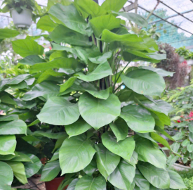 Trầu bà leo cột 