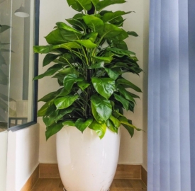 Trầu bà leo cột 