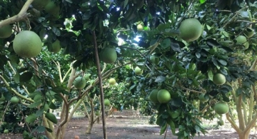 Bưởi da xanh: Citrus Maxima hay Citrus Grandis?