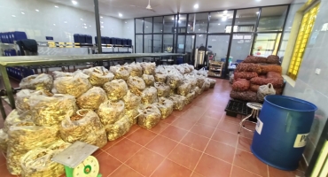 Tinh Dầu Gừng Tươi và Tinh Dầu Gừng truyền thống: Sự Giống và Khác Nhau Về Thành Phần, Mùi Hương và Ứng Dụng