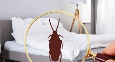 Top 4 phương pháp đuổi gián rời xa không gian của bạn