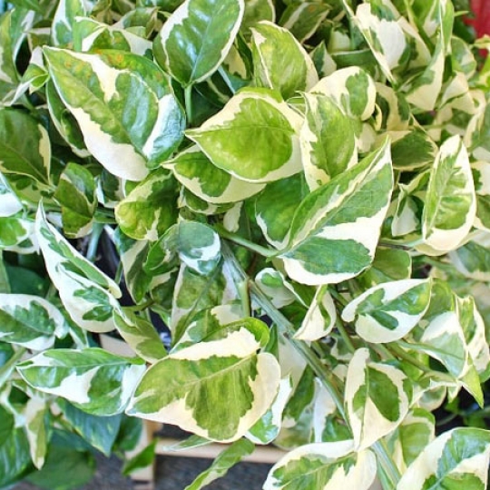 Trầu bà cẩm thạch