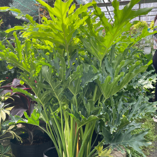 Trầu Bà Thanh xuân 