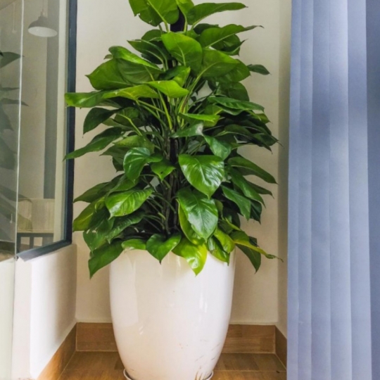 Trầu bà leo cột 